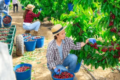 FARM WORKER & FRUIT PICKING JOBS IN AUSTRALIA 2025