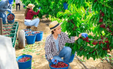 FARM WORKER & FRUIT PICKING JOBS IN AUSTRALIA 2025